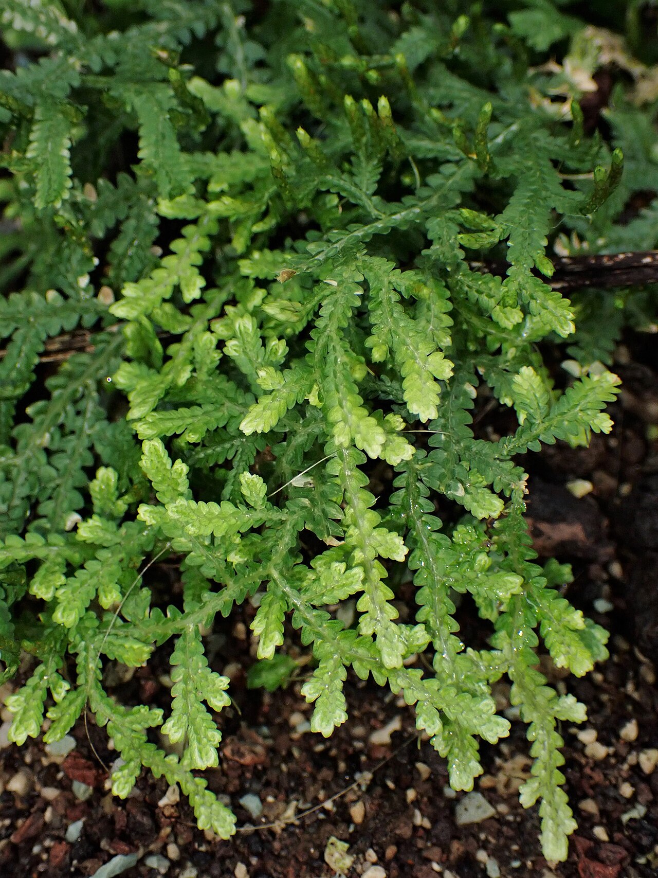 Selaginella serpens: Selaginella serpens in the Botanischer Garten, Berlin-Dahlem