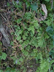 Selaginella silvestris (Selaginella silvestris)