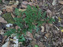 Selaginella silvestris (Selaginella silvestris)