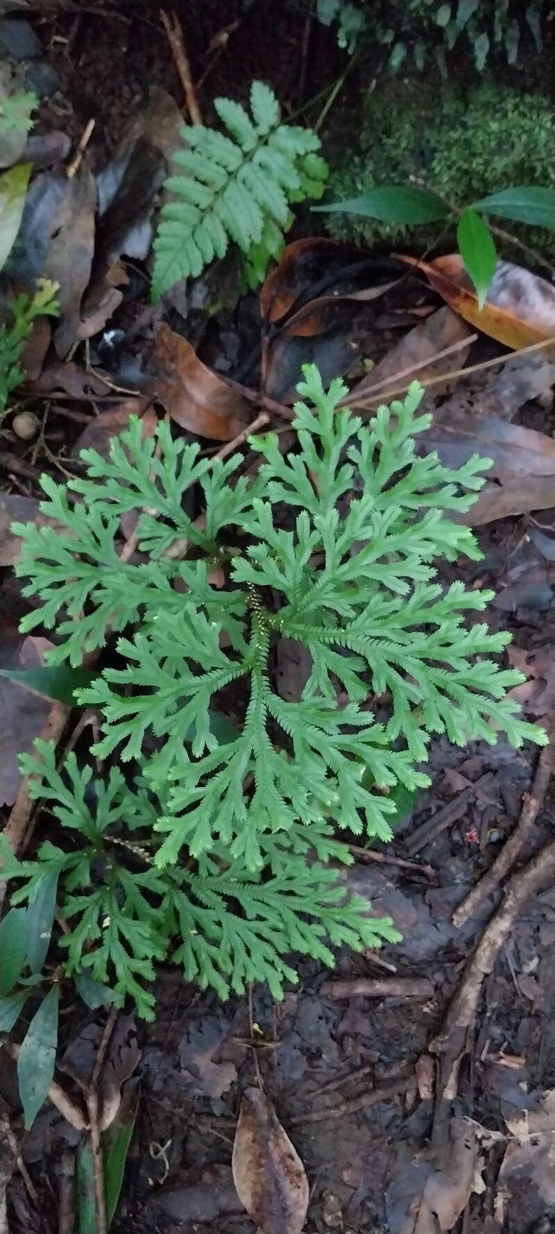 Selaginella sinuosa (Selaginella sinuosa)
