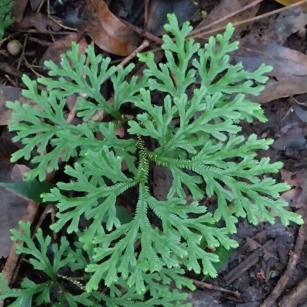Selaginella sinuosa (Selaginella sinuosa)
