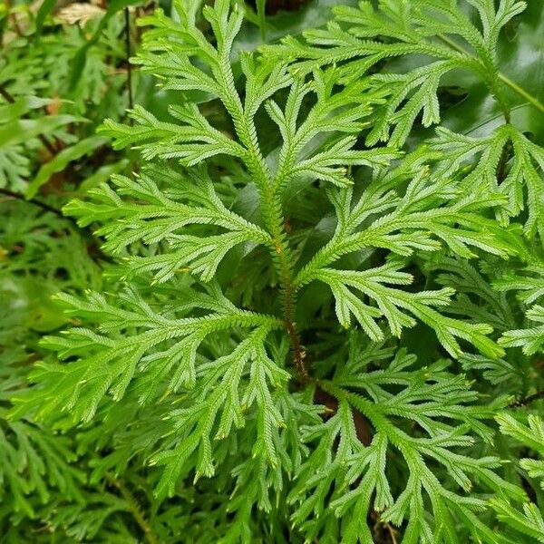 Selaginella sinuosa (Selaginella sinuosa)