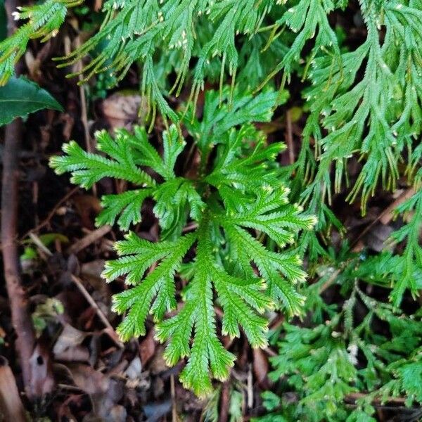 Selaginella sinuosa (Selaginella sinuosa)