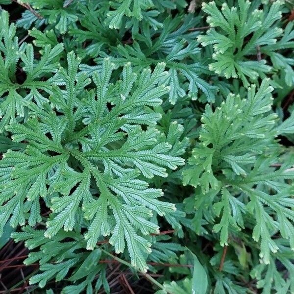 Selaginella sinuosa (Selaginella sinuosa)