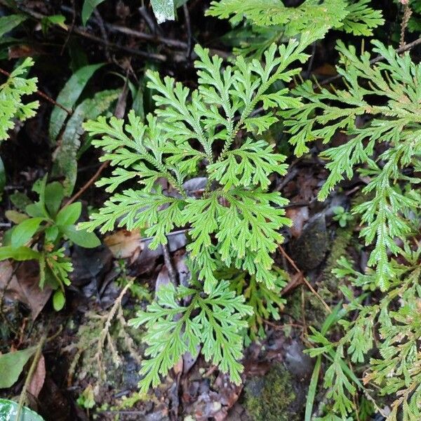 Selaginella sinuosa (Selaginella sinuosa)