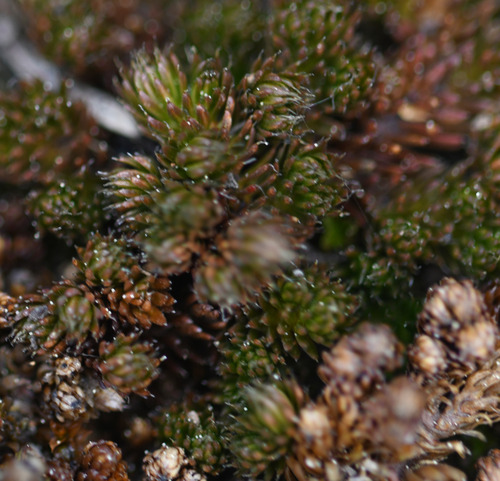 Selaginella standleyi (Selaginella standleyi)