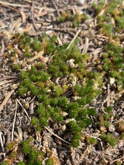Selaginella standleyi (Selaginella standleyi)