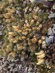 Selaginella standleyi (Selaginella standleyi)