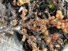 Selaginella standleyi (Selaginella standleyi)