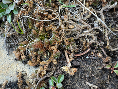 Selaginella standleyi (Selaginella standleyi)