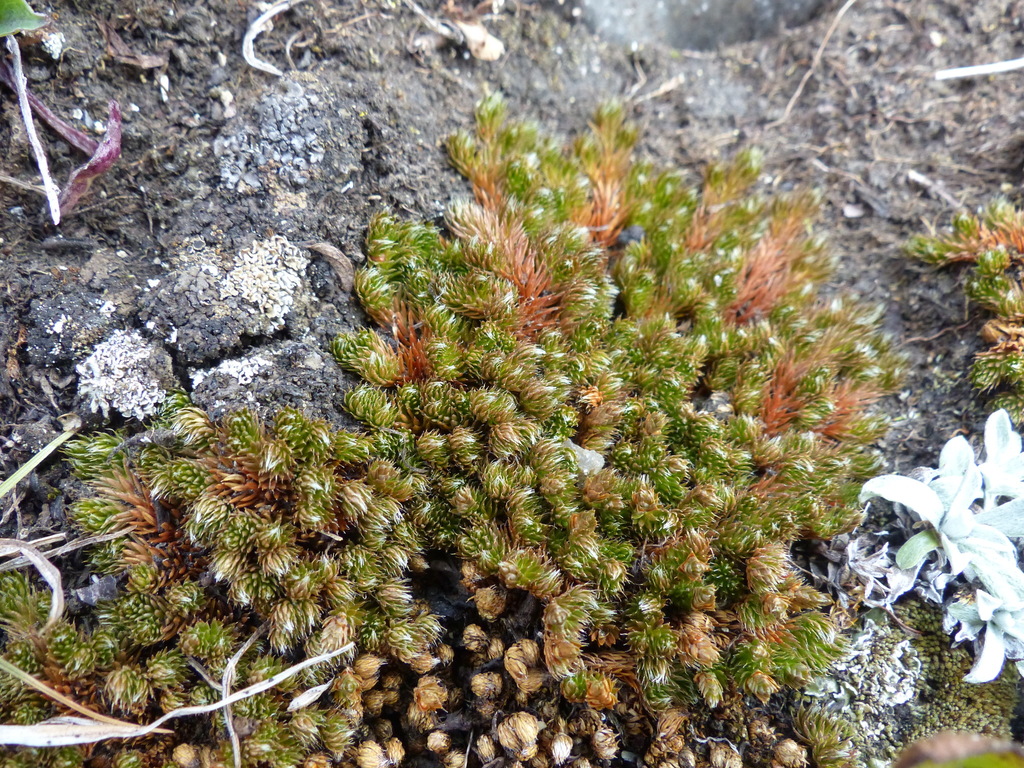 Selaginella standleyi (Selaginella standleyi)