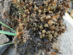 Selaginella standleyi (Selaginella standleyi)