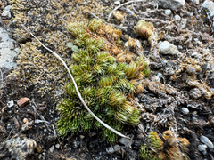 Selaginella standleyi (Selaginella standleyi)