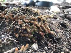 Selaginella standleyi (Selaginella standleyi)
