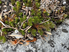 Selaginella standleyi (Selaginella standleyi)