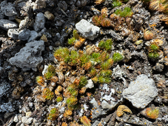 Selaginella standleyi (Selaginella standleyi)