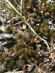 Selaginella standleyi (Selaginella standleyi)