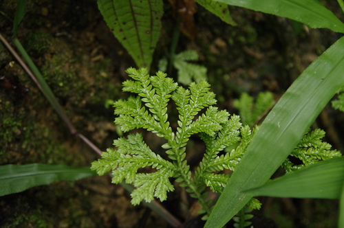 Stalked spikemoss (Selaginella substipitata)