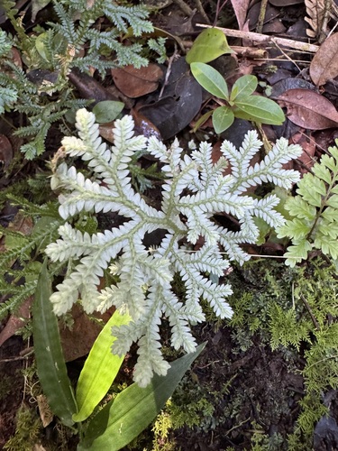 Stalked spikemoss (Selaginella substipitata)