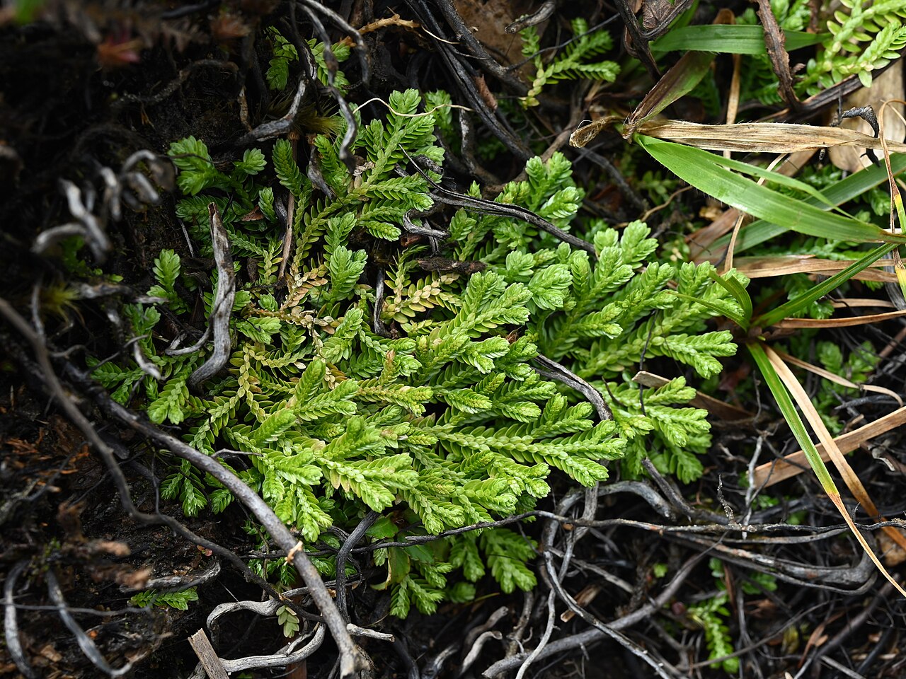 Stalked spikemoss: Selaginella substipitata on La Citerne on Guadeloupe