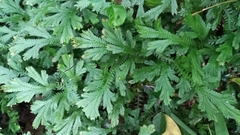 Selaginella sulcata (Selaginella sulcata)