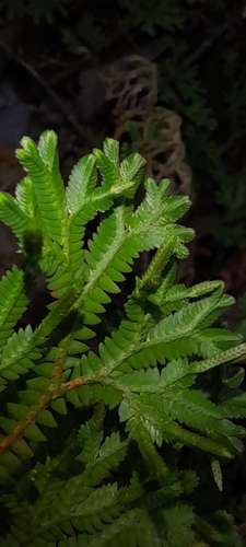 Selaginella sulcata (Selaginella sulcata)