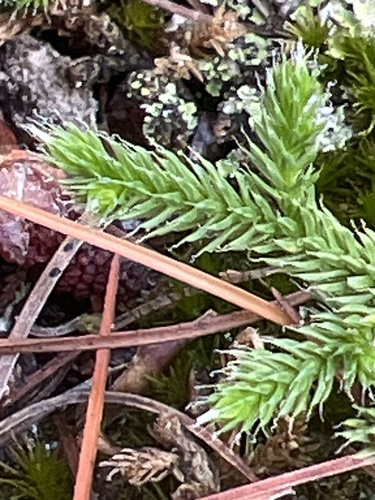 Twistedhair spikemoss (Selaginella tortipila)