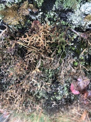 Twistedhair spikemoss (Selaginella tortipila)