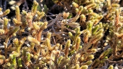 Twistedhair spikemoss (Selaginella tortipila)