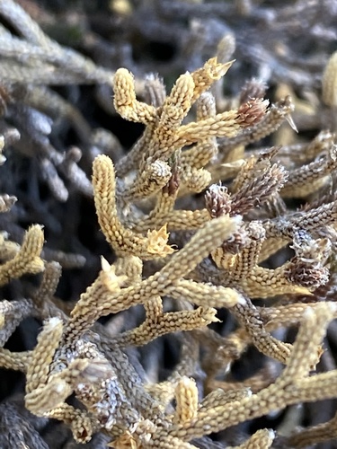 Twistedhair spikemoss (Selaginella tortipila)