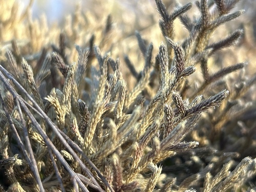 Twistedhair spikemoss (Selaginella tortipila)