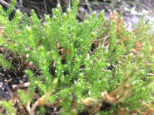 Twistedhair spikemoss (Selaginella tortipila)