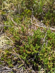 Twistedhair spikemoss (Selaginella tortipila)