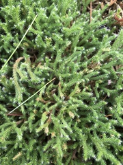 Twistedhair spikemoss (Selaginella tortipila)