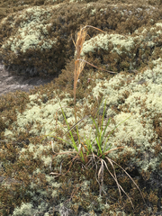 Twistedhair spikemoss (Selaginella tortipila)