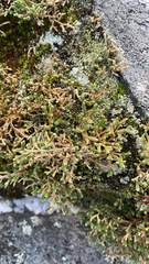 Twistedhair spikemoss (Selaginella tortipila)