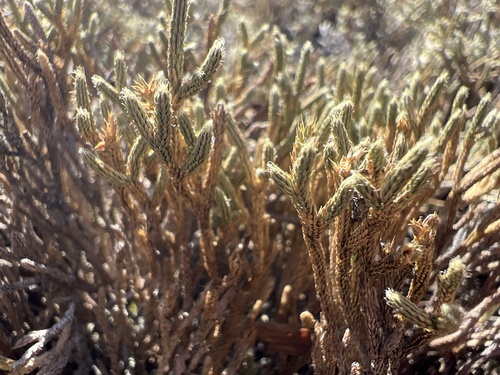 Twistedhair spikemoss (Selaginella tortipila)
