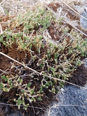 Twistedhair spikemoss (Selaginella tortipila)