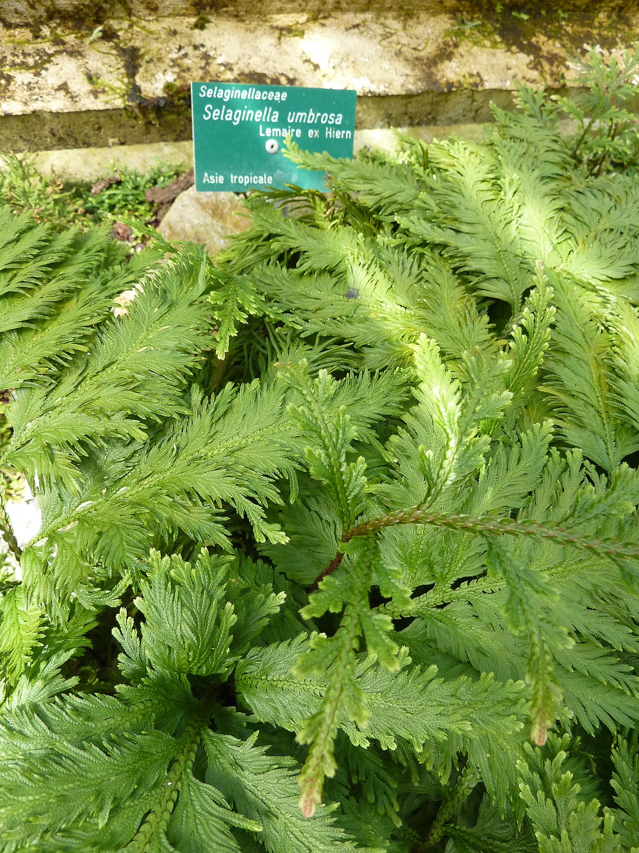 Spikemoss: Selaginella umbrosa . Serres d'Auteuil - Jardin botanique de la Ville de Paris - France