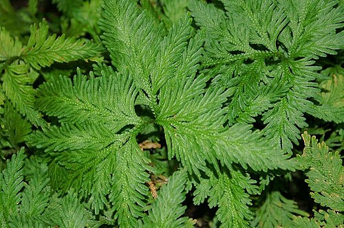 Spikemoss: Location taken: the New York Botanical Garden. Names: Selaginella umbrosa Lem. ex Hieron., Red Spike Mos Classification: Plantae > Lycopodiophyta > Lycopodiopsi