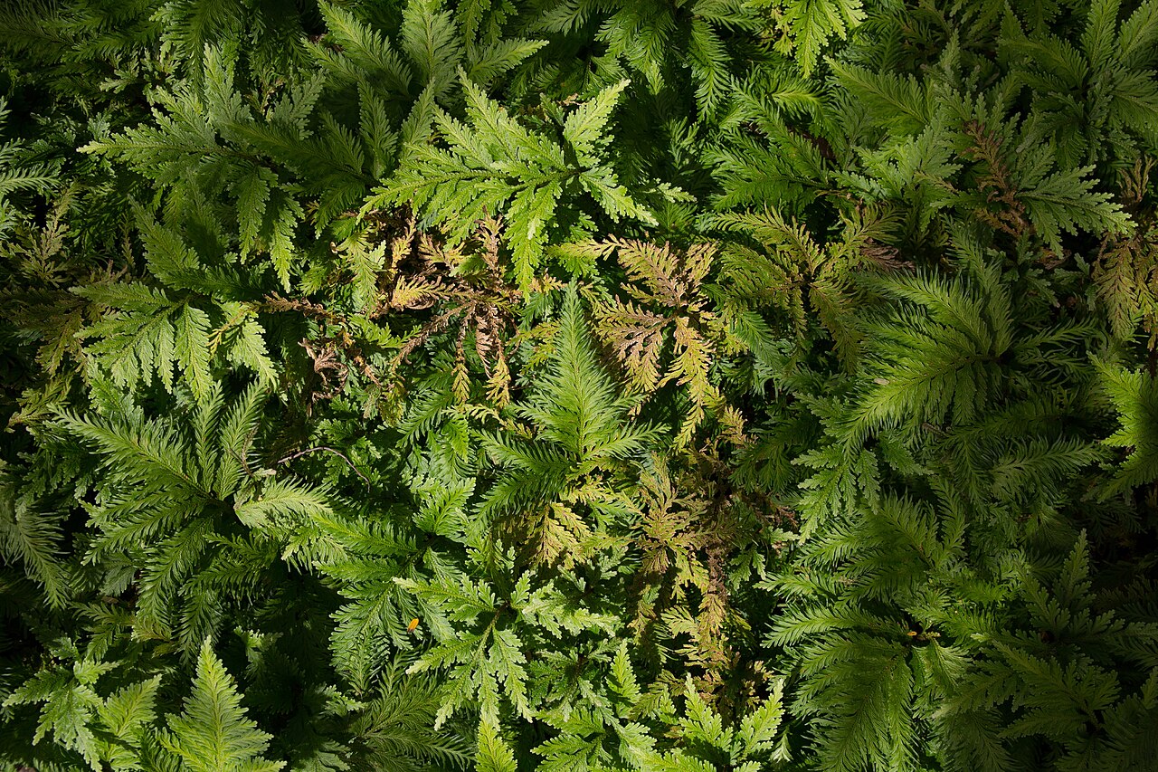 Spikemoss: Selaginella umbrosa. Jardin de los Helechos, Santiago de Cuba.
