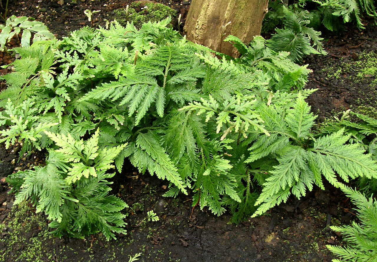 Spikemoss: Selaginella umbrosa Lem. dans la serre du Botanischer Garten de Berlin-Dahlem