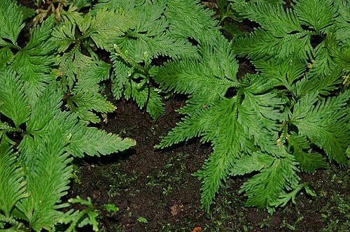 Spikemoss: Location taken: the New York Botanical Garden. Names: Selaginella umbrosa Lem. ex Hieron., Red Spike Mos Classification: Plantae > Lycopodiophyta > Lycopodiopsi