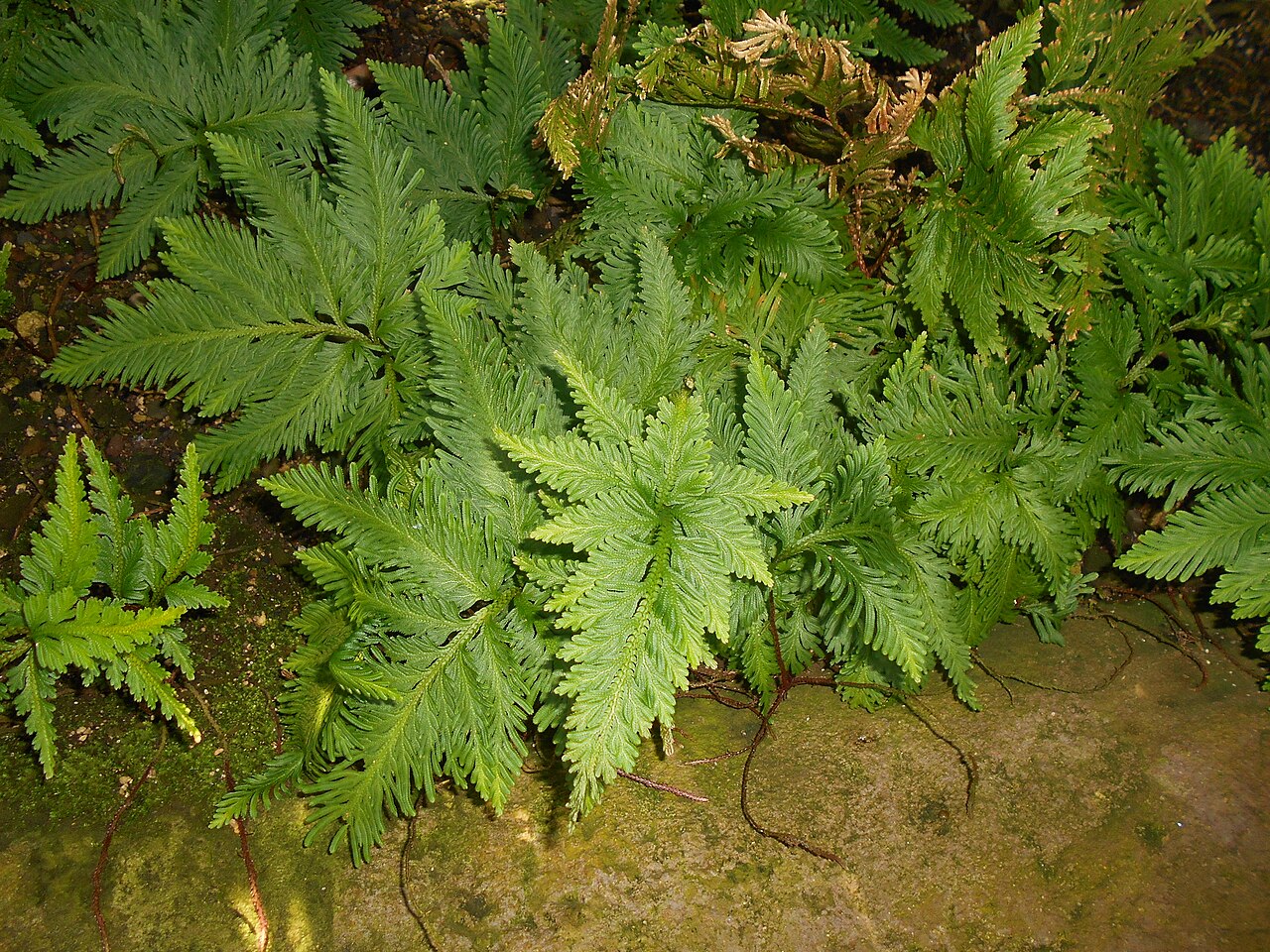 Spikemoss: Selaginella umbrosa , Botanischer Garten Berlin.
