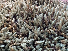 Utah spikemoss (Selaginella utahensis)