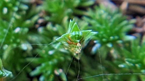 Utah spikemoss (Selaginella utahensis)