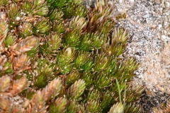 Utah spikemoss (Selaginella utahensis)