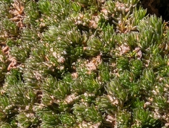 Utah spikemoss (Selaginella utahensis)