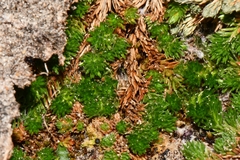 Utah spikemoss (Selaginella utahensis)