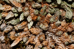 Utah spikemoss (Selaginella utahensis)
